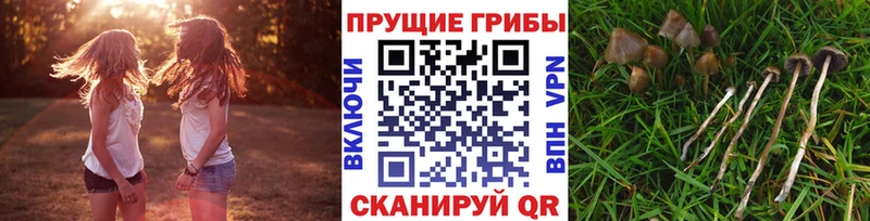 Псилоцибиновые грибы Cubensis  Пустошка 